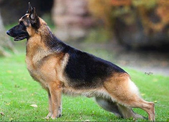 German Shepherd Price In India 2024 Know The Prices In Your City FarmingX