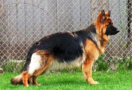 Jarman safed dog double coat sales price