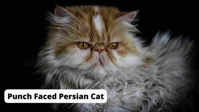 Persian Cat Price In India (2024): [Monthly Maintenance Cost] - FarmingX