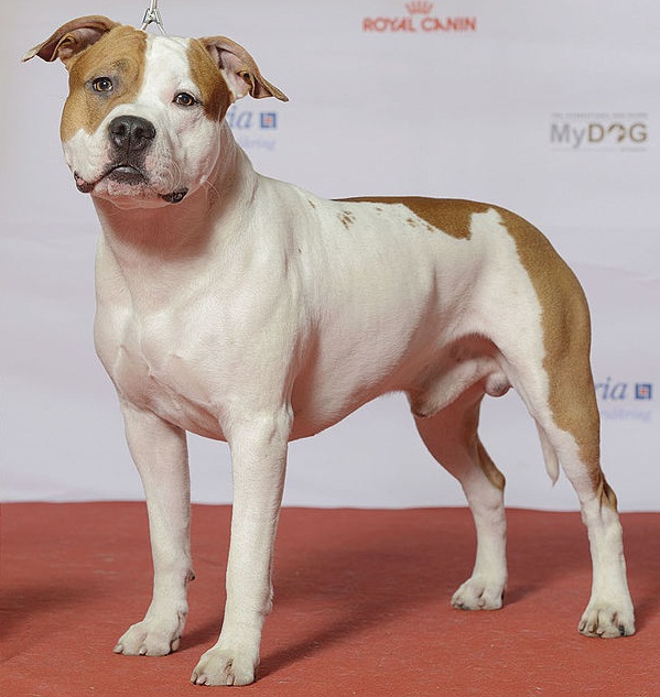 American Staffordshire Terrier Pitbull price in India