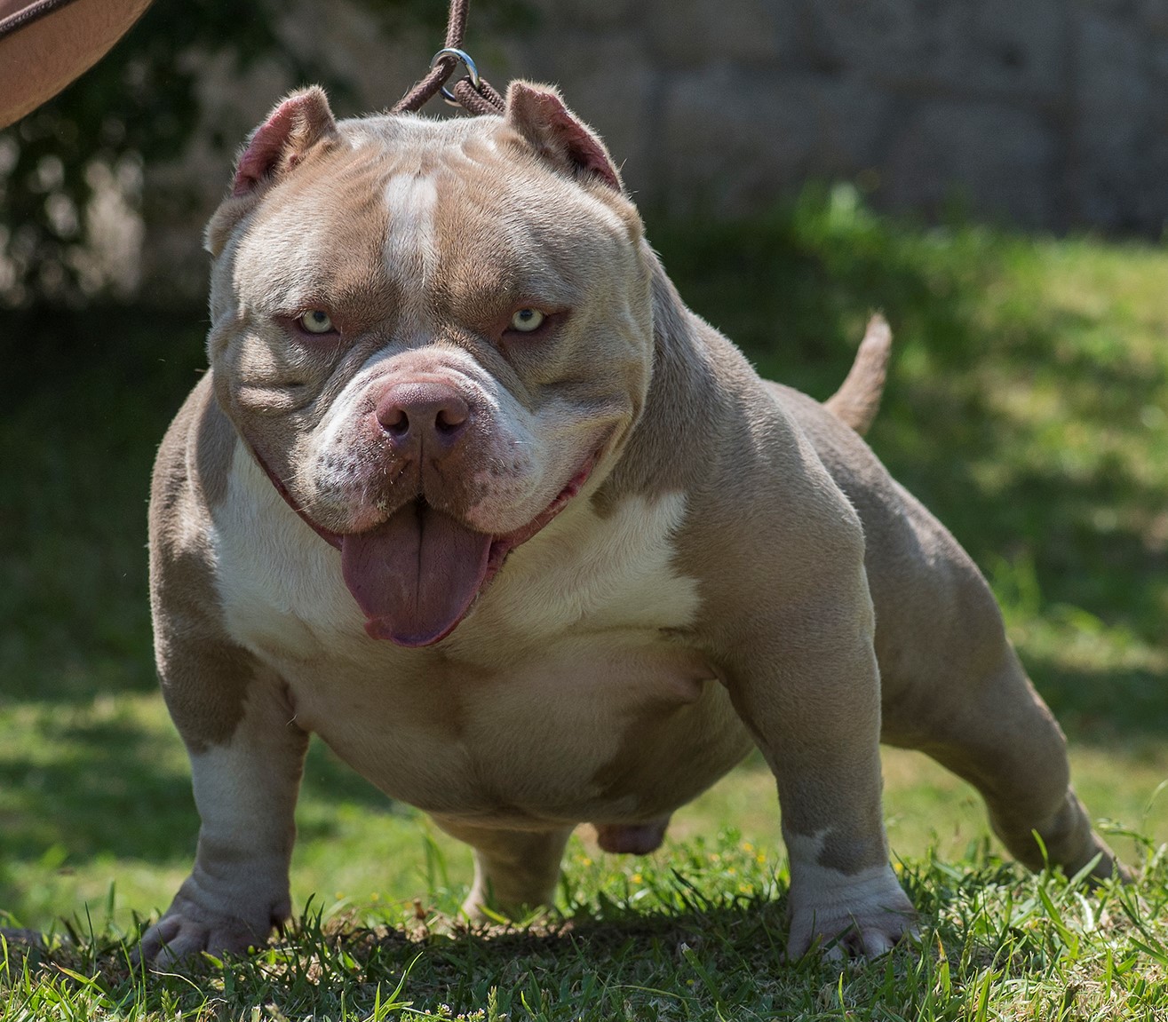 American Bully Price In India