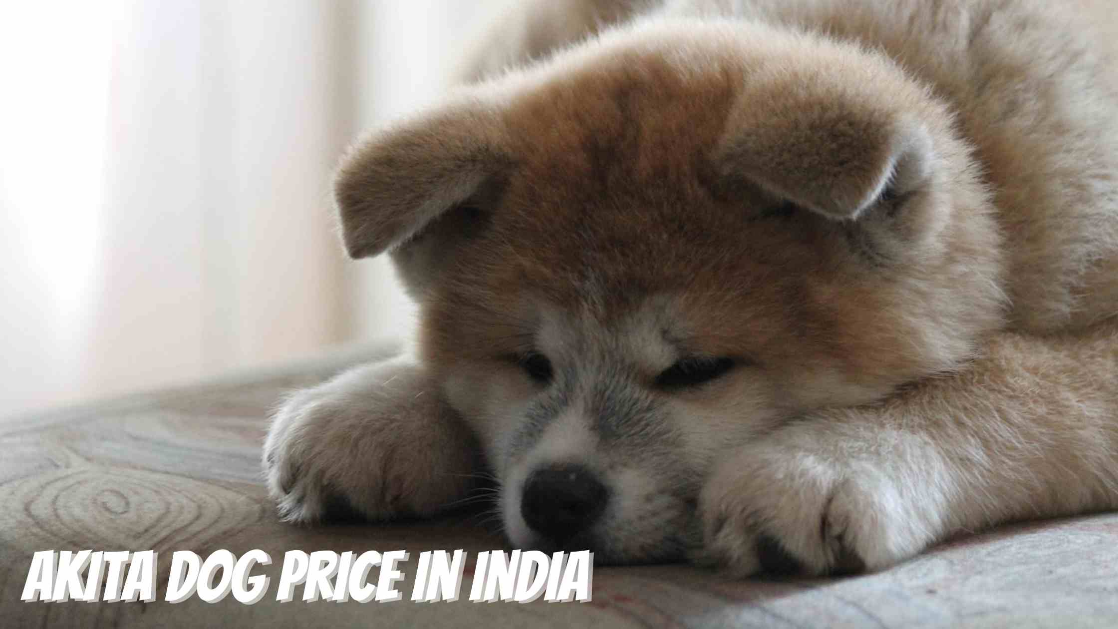 akita dog price in india