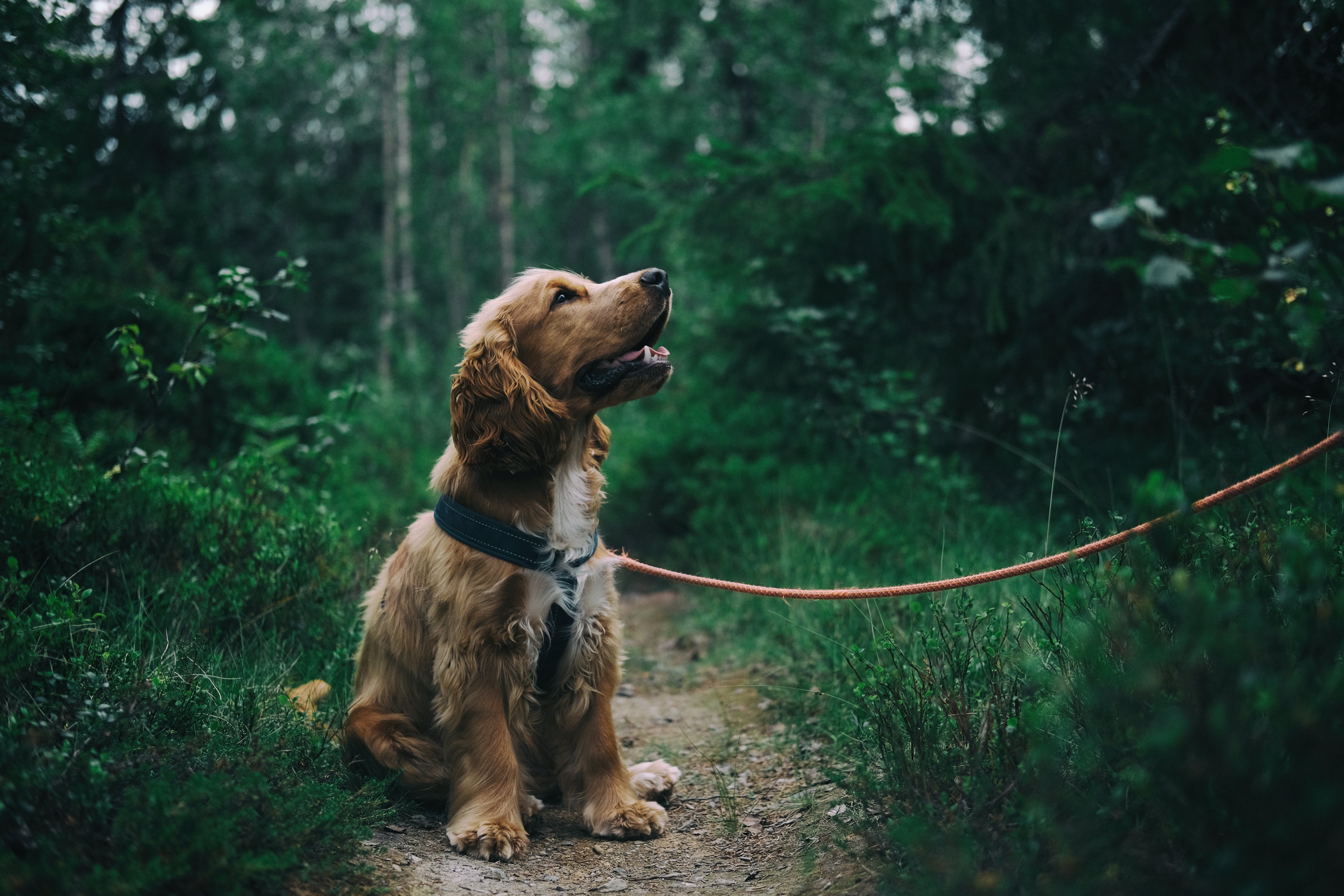 English Cocker Spaniel 