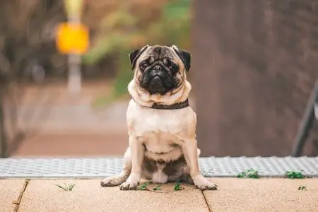 Pug Most Popular Dog Breed